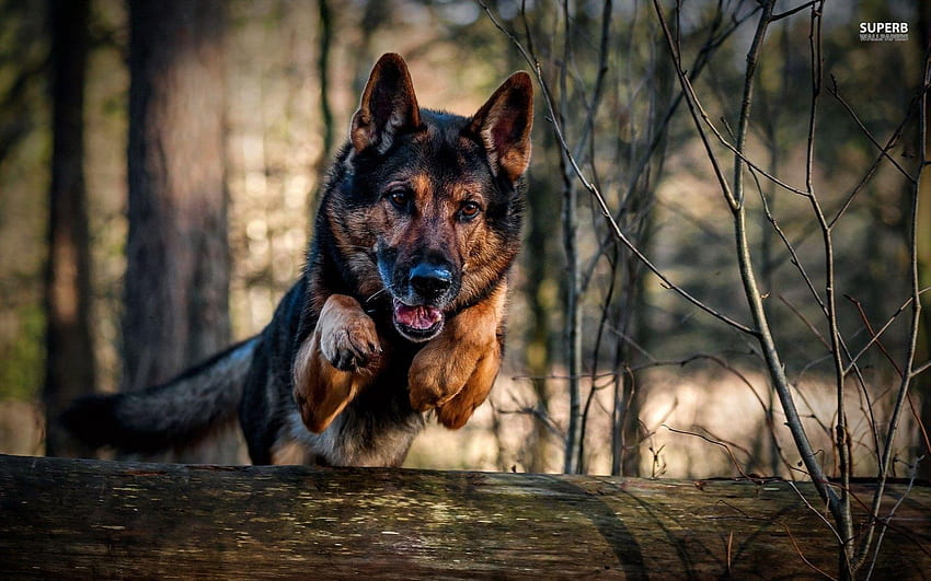 Download wallpapers German Shepherd closeup autumn pets cute animals  bokeh dogs German Shepherd Dog for desktop with resolution 1920x1200  High Quality HD pictures wallpapers