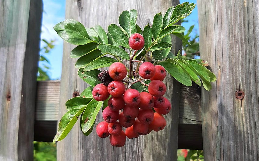Unripe Chokeberries, wooden, fence, Latvia, unripe, chokeberries HD wallpaper