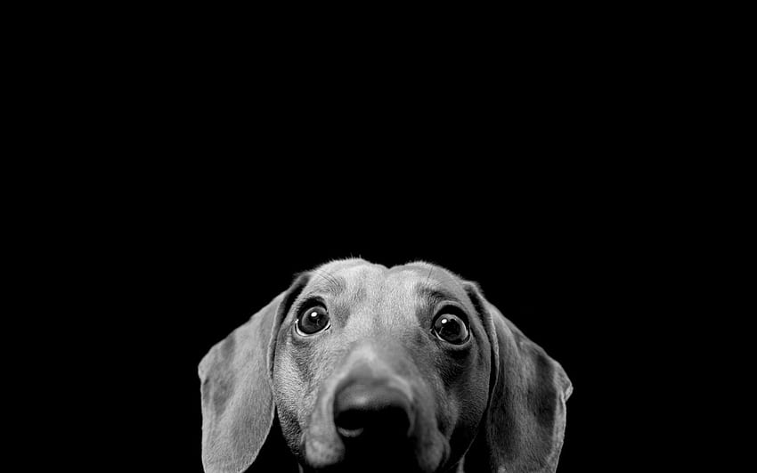 Funny Dog .dog, Funny Pet HD wallpaper