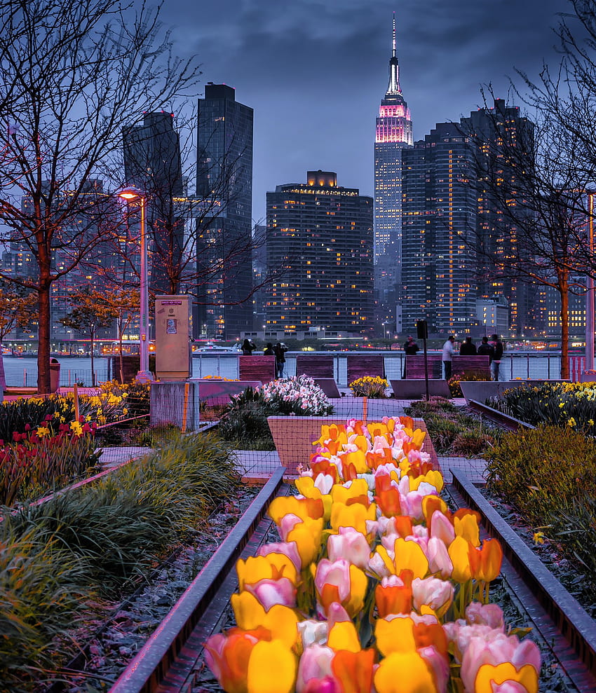 Noel Y. Calingasan • NYC - Spring cheer. Blooming tulips and daffodils at Hunters Point South Park in Queens with the Empire State Building and the American Copper Buildings and Midtown, NYC Spring HD phone wallpaper