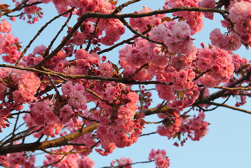 Flores, Madeira, Árvore, Bloom, Floração, Primavera papel de parede HD