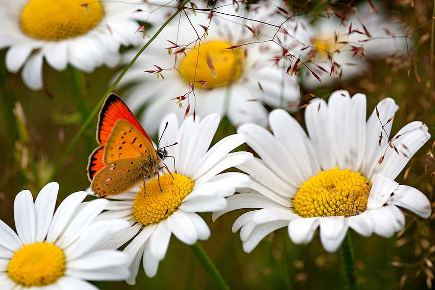 A butterfly on spring flower, butterfly, pretty, freshness, beautiful, flowers, spring, lovely, daisies HD wallpaper