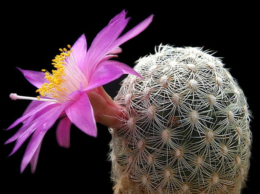 Cactus flower in the desert., desert, nature, design, flower HD wallpaper
