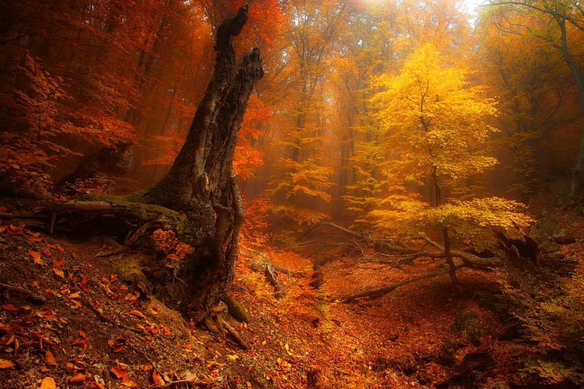 Autumn forest, slope, fall, colors, beautiful, mist, trees, autumn, nature, forest, foliage HD wallpaper