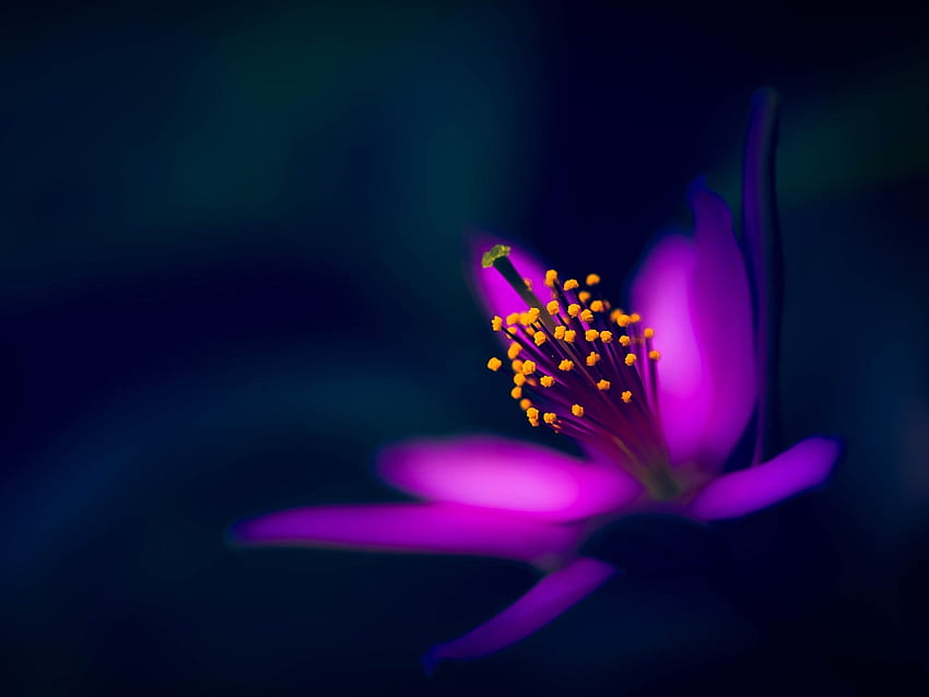 Bunga ungu, kelopak, grafik makro, latar belakang hitam, Bunga Ungu Tua Wallpaper HD