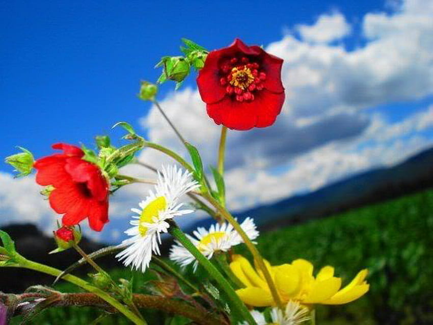 산의 꽃, 야생, 빨강, 꽃, 산 HD 월페이퍼