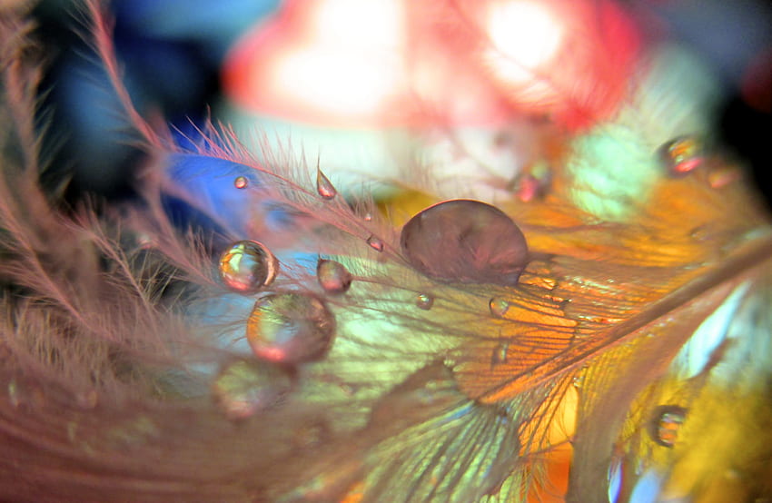Drops, Feather, Macro, Blur, Smooth HD wallpaper