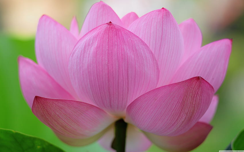 Pink Lotus Flower ❤ for Ultra, Zen Lotus Flower Pink HD wallpaper