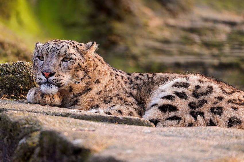 Animals, Snow Leopard, Leopard, To Lie Down, Lie, Predator, Big Cat, Sight, Opinion HD wallpaper