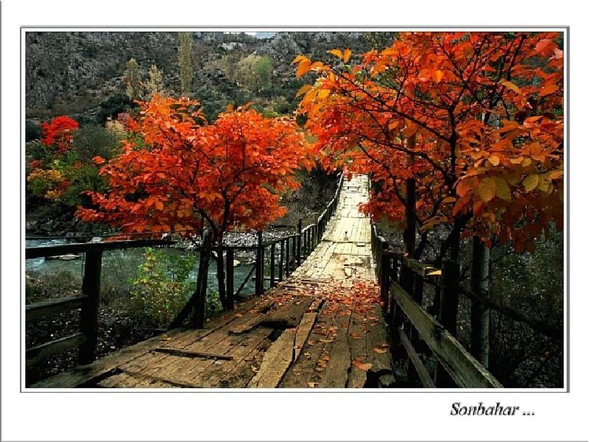 autumn, bridge HD wallpaper