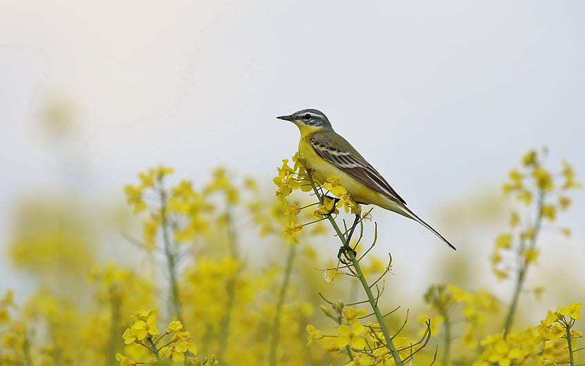 Western Yellow Wagtail, France, rapeseed, wagtail, yellow HD wallpaper