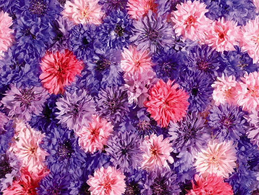 Fiori, tappeto, viola, rosa, pelle, fiore, autunno, crisantemo Sfondo HD