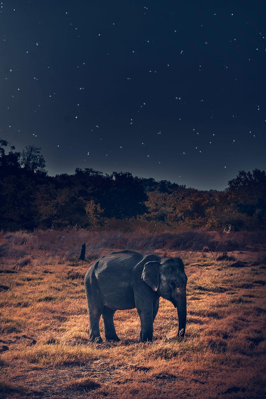 動物, 野生生物, ゾウ, アフリカゾウ HD電話の壁紙