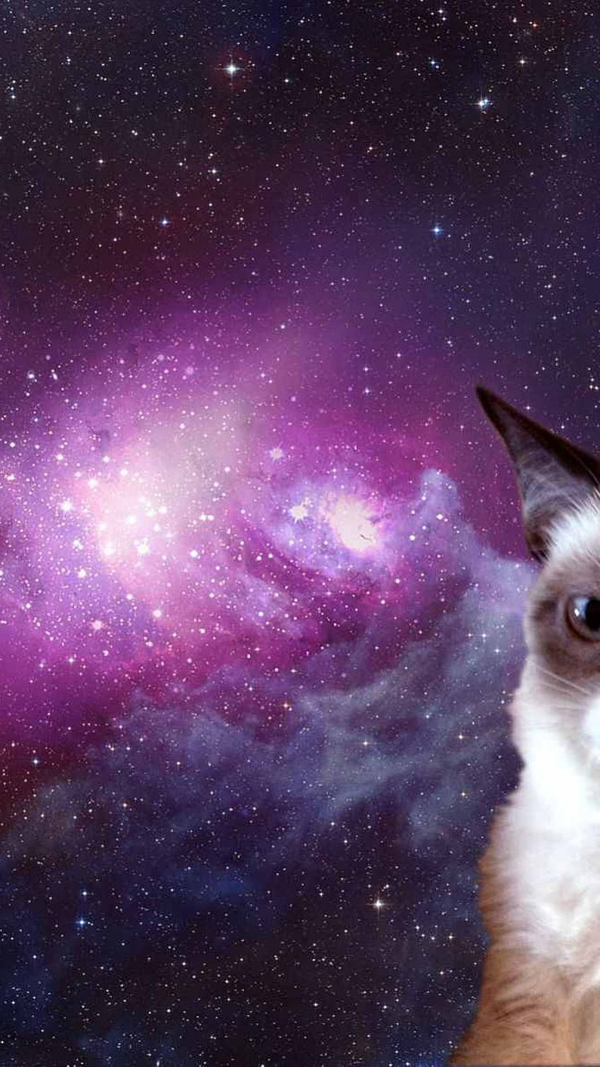 Colorful Space Cat Wallpaper For Chromebook  Chromebook Wallpapers