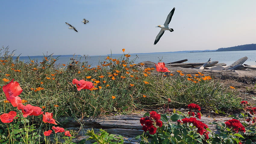 Praia e flores, ilha, pássaros, flores silvestres, rosas, firefox persona, washington, baía, praia, papoulas, troncos, tronco papel de parede HD