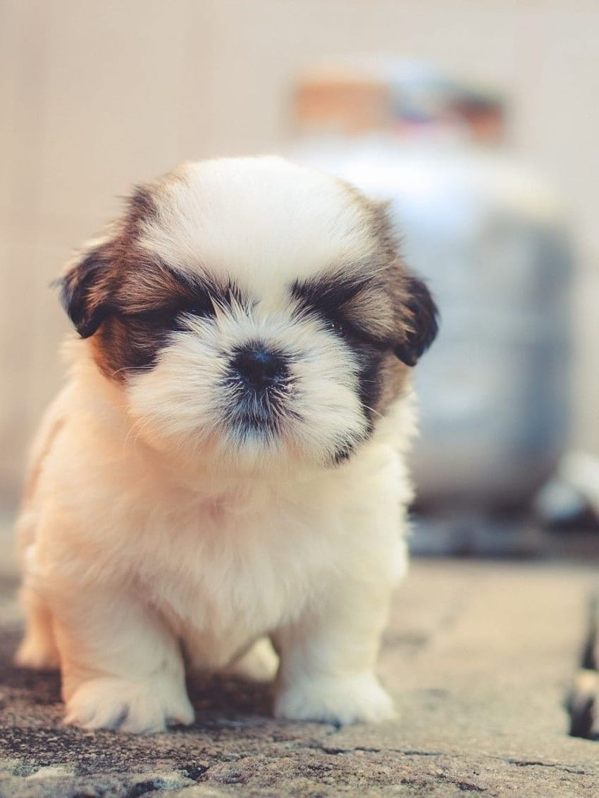Cute puppies , Saint Bernard, Cute dog, Adorable, Fluffy dog, Animals HD phone wallpaper
