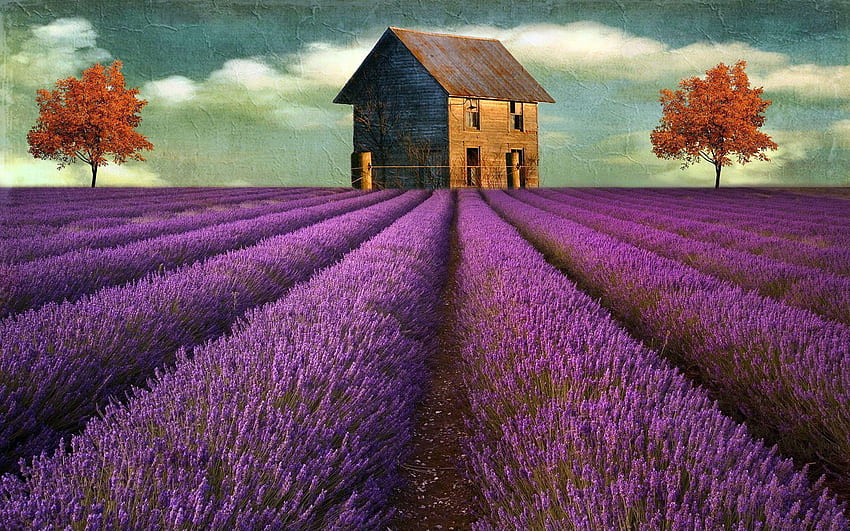 Schönes Lavendelfeld, Lavendel Frankreich HD-Hintergrundbild