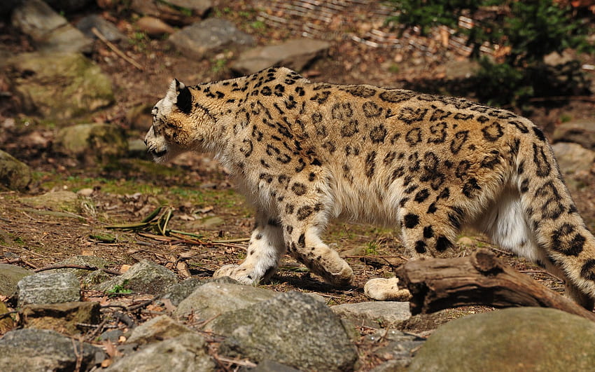 Animali, leopardo delle nevi, predatore, gattone, passeggiata Sfondo HD