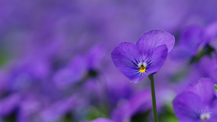 Bunga Ungu Cantik, musim panas, ungu, lavender, buram, taman, bunga, musim semi, tema Firefox Persona Wallpaper HD