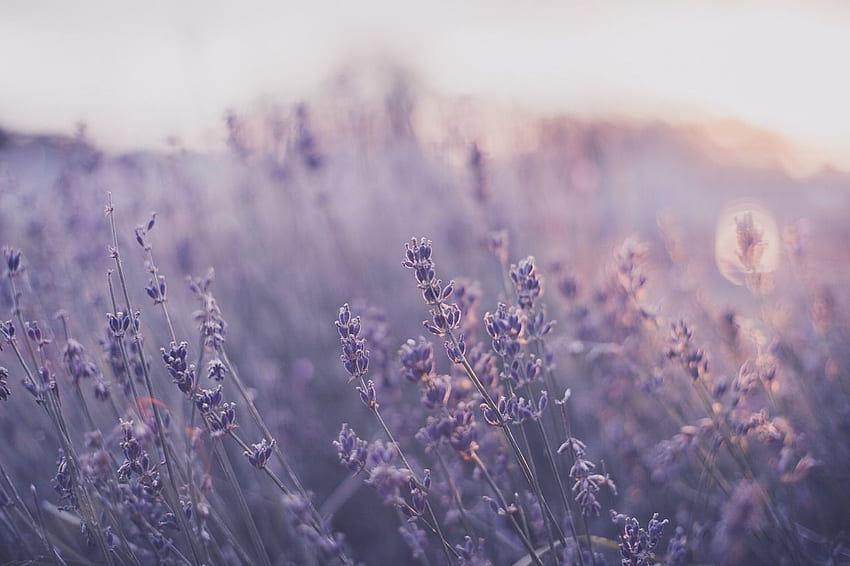 Julia Starr - Sunset lavender. Instagram. Aesthetic , Flower aesthetic, Purple aesthetic, Purple Flower Laptop HD wallpaper