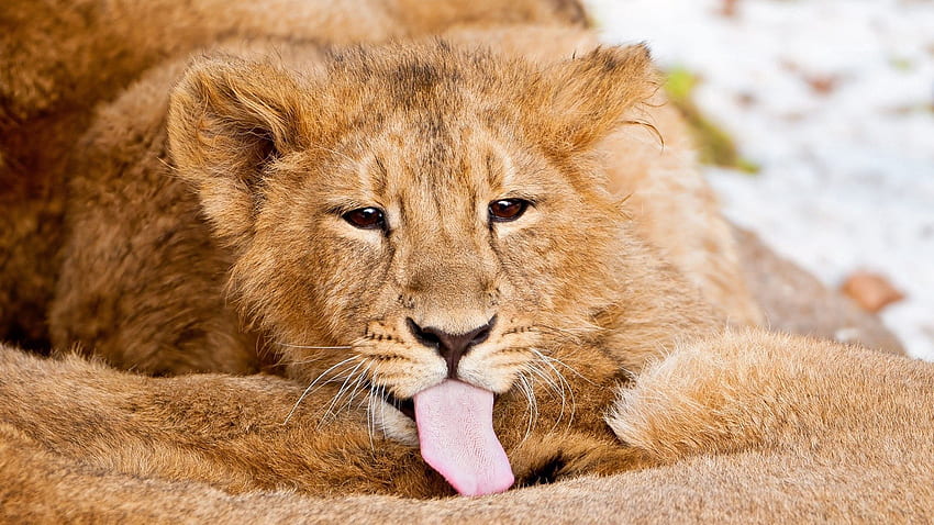 Animals, Lion, Care, Language, Tongue, Lick, Lion Cub HD wallpaper