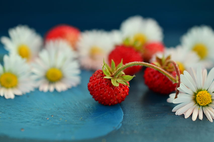 Food, Strawberry, Camomile, Berries, Wild Strawberries HD wallpaper
