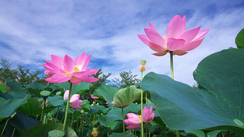 Im Như Tượng on Lotus. Lotus flower meaning, Lotus, Lotus Art HD wallpaper  | Pxfuel