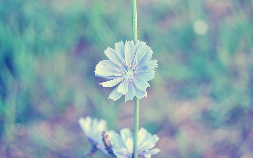 Light Blue Flower . Light Blue Flower stock HD wallpaper | Pxfuel