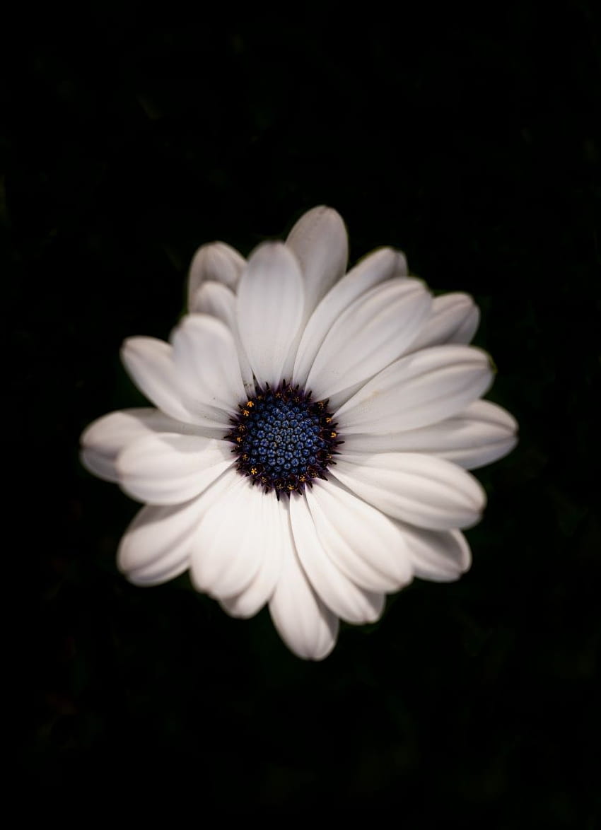 Fiore margherita, bianco, ritratto, , iPhone, Fiori 4S Sfondo del telefono HD