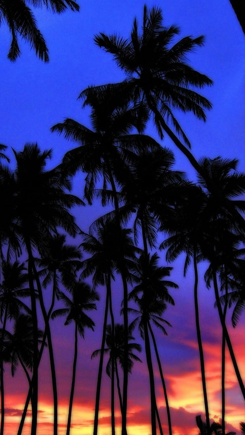 Sunset Palm Tree, California Palm Trees Sunset HD phone wallpaper