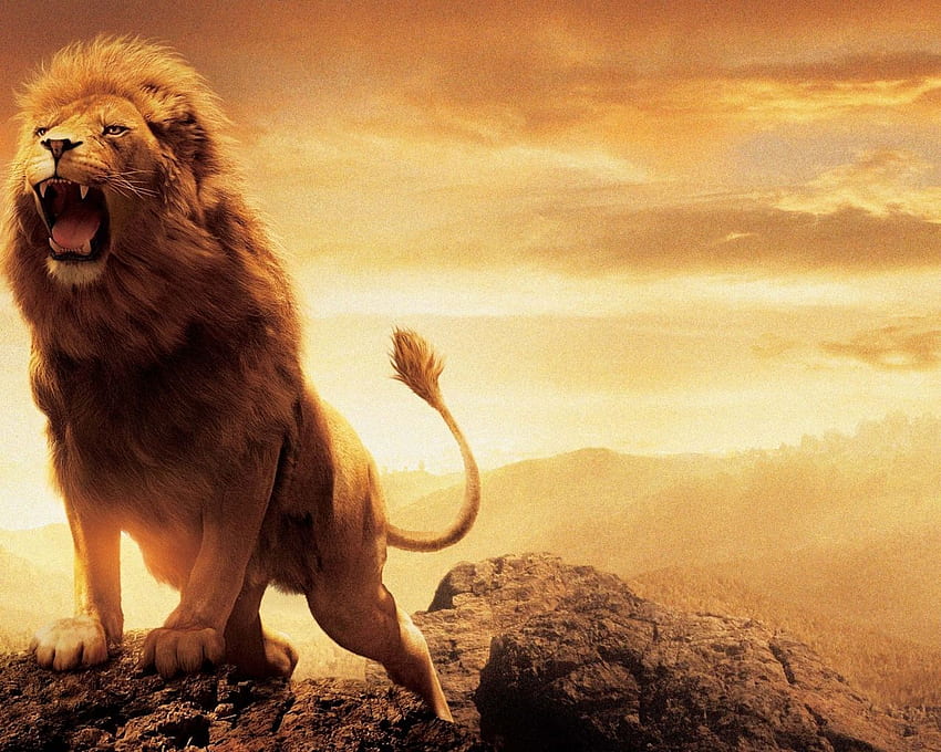 Ultra Lions Top Ultra Lions [] para tu , Móvil y Tablet. Explora León. león blanco, león de montaña fondo de pantalla