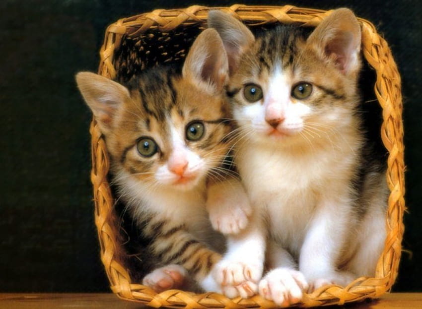 Kittens, cats, kitties HD wallpaper