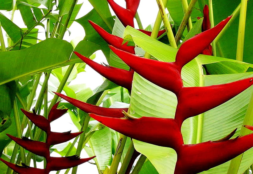 Heliconia . background HD wallpaper