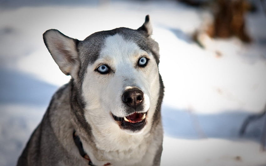 Animales, nieve, perro, hocico, husky, haska, ojos azules, ojos azules fondo de pantalla