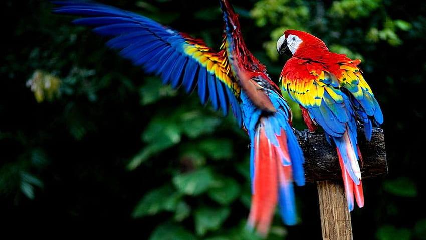 Beautiful Birds Wallpaper for Android iPhone  iPad  Odia Wallpaper