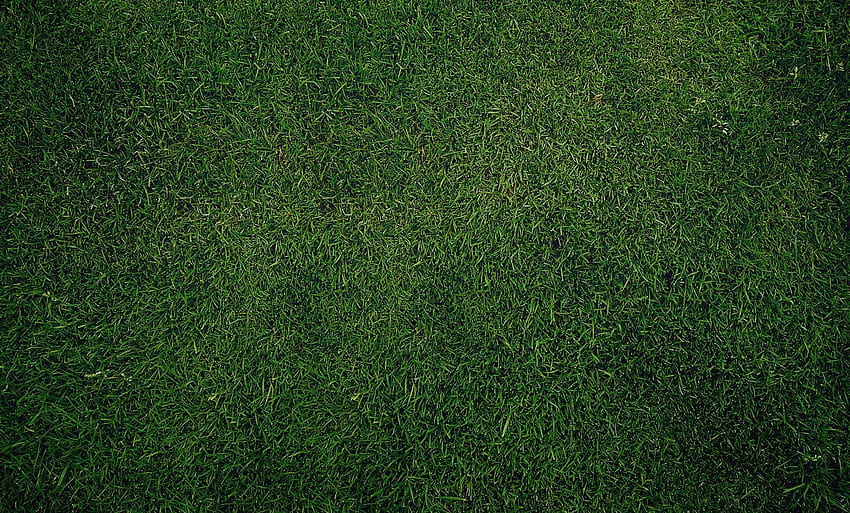Tekstura ciemnozielonej trawy w 2019 roku. Ciemnozielona Tapeta HD