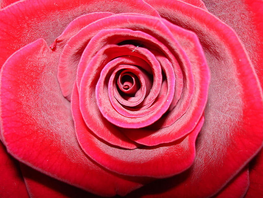 Rose, flower, red, nature, romantic HD wallpaper | Pxfuel