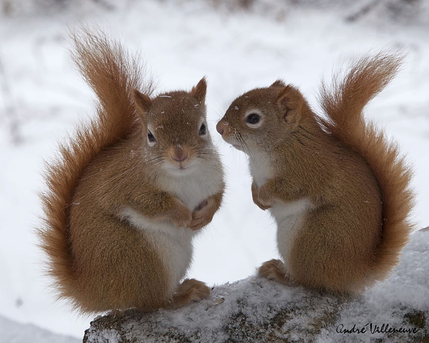 YOU HAVE A NICE TAIL, YOU KNOW, two, wildlife, squirrels, snow, cute, rodent HD wallpaper