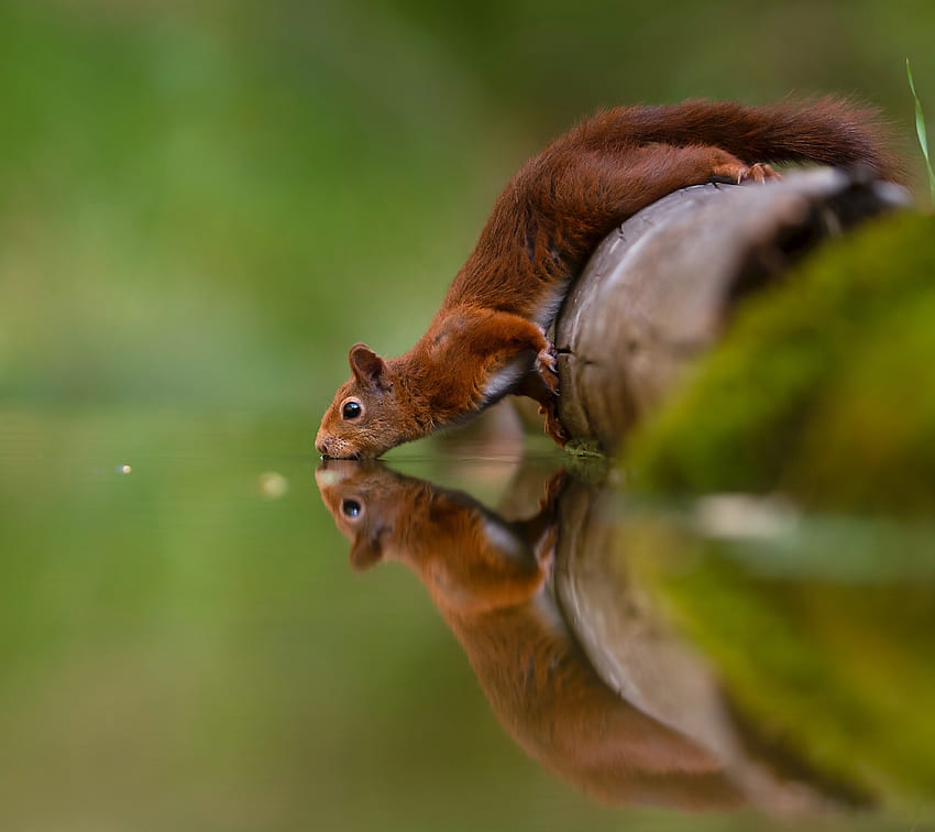 Reflections, water drinking, squirrel HD wallpaper