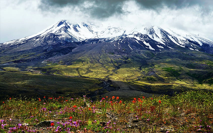 Spring flowers at Mt St Helens, sky, mountains, usa, landscape, volcano, clouds HD wallpaper