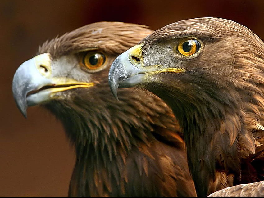 Golden Eagle, Brown Eagle HD wallpaper