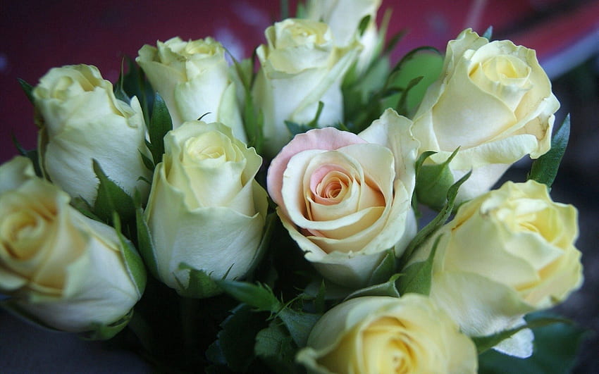 Fleurs, Roses, Bouquet, Bourgeons Fond d'écran HD