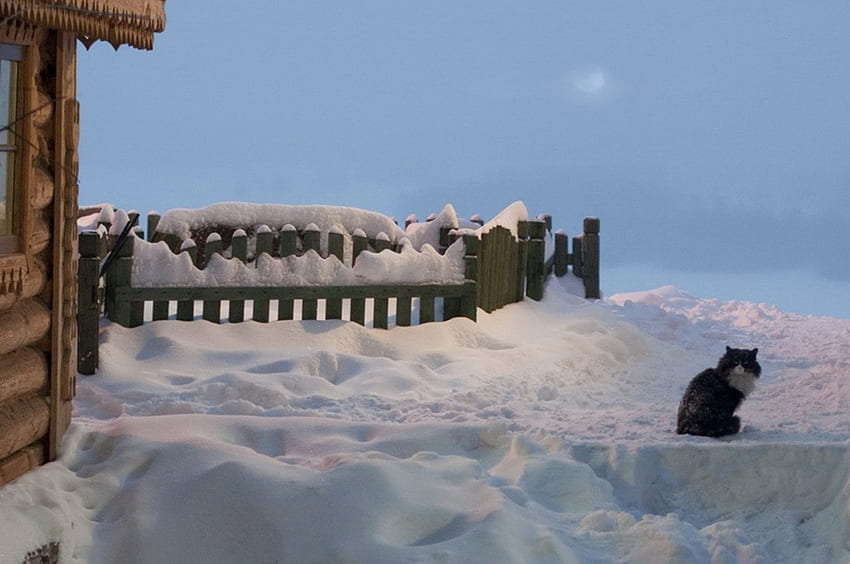 雪に覆われた猫、冬、猫、猫、雪に覆われた 高画質の壁紙