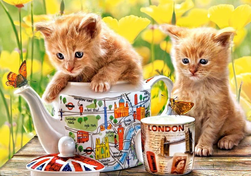 Tea Time, süß, Katzen, Tier, Kätzchen HD-Hintergrundbild