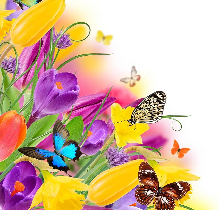 ดอกไม้ฤดูใบไม้ผลิ ผีเสื้อ สีสัน แดฟโฟดิล ดอกดิน ดอกไม้ ฤดูใบไม้ผลิ น่ารัก วอลล์เปเปอร์ HD