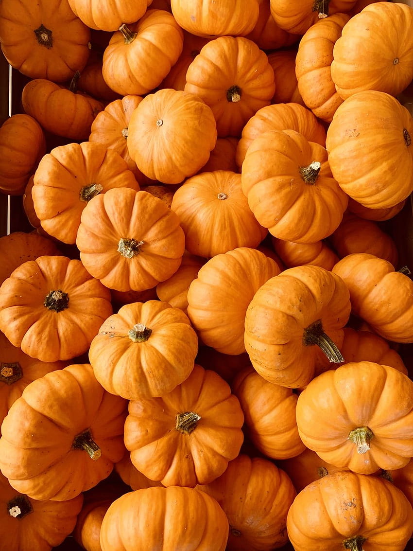 Pumpkin []., Cute Vegetable HD phone wallpaper | Pxfuel