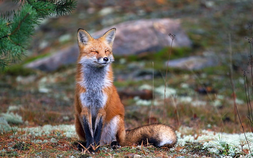 Fox, Nature, Animals, Smiling / - Fox Nature - , Fox Cool HD wallpaper