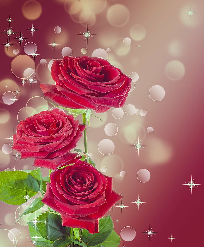 : 붉은 장미 일러스트, 꽃, 버건디, 아름다운, 여성, 배경, 버건디 장미 HD 전화 배경 화면