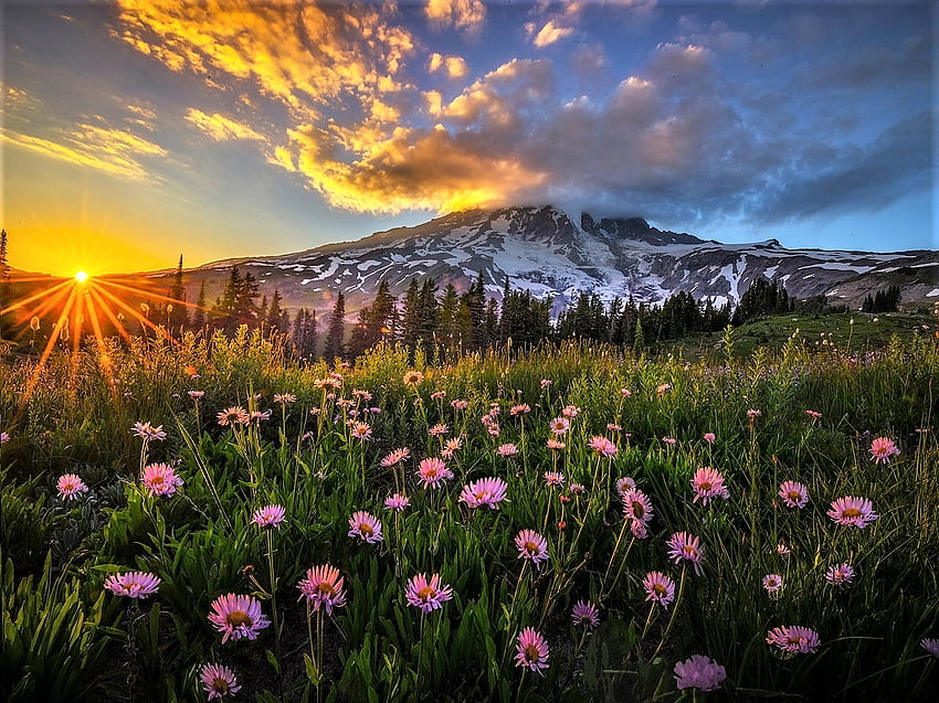 Mount Rainier-National Park-Washington, flowers, mount rainier, national park, washington HD wallpaper