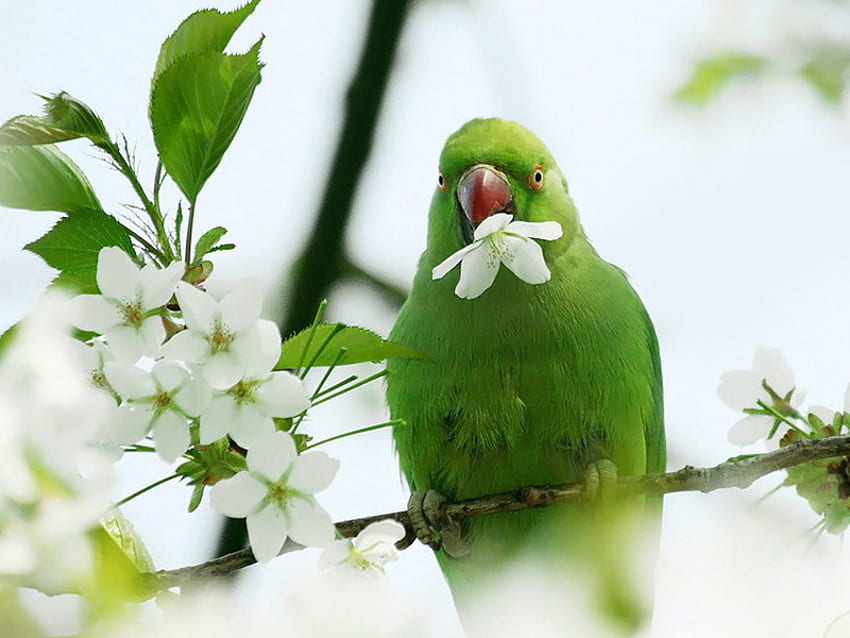papagaio, branco, flor, verde, primavera, flor, árvore papel de parede HD